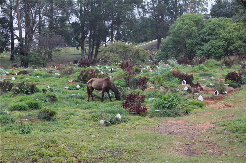 Em Itaquera, cavalos pastam entre os túmulos 